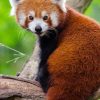 Red Panda paint by numbers