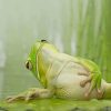 Frog Chilling On A Lily Pad paint by numbers