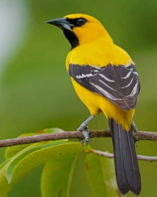 Yellow Oriole paint by numbers