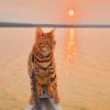 Bengal Cat In A Magical Sunrise paint by numbers