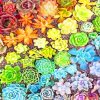 Colorful Succulents paint by numbers