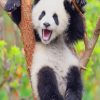 Cute Panda paint by numbers