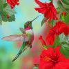 Hummingbird And Flowers paint by numbers