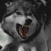 Angry Wolf paint by numbers
