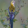 Small Parrot paint by numbers