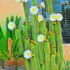 Cactus White Flowers paint by numbers