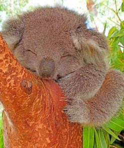 Sleepy Koala Paint by numbers