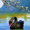 black-swan-bird-paint-by-number