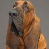 Bloodhound-paint-by-number