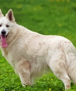 White-German-Shepherd-Feature-alsation-paint-by-numbers