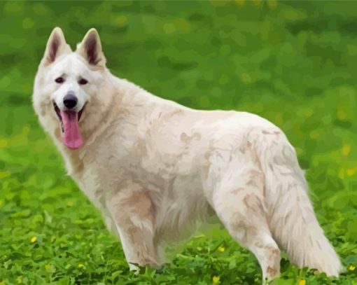 White-German-Shepherd-Feature-alsation-paint-by-numbers
