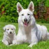White-German-Shepherd-Puppy-paint-by-numbers