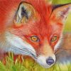 red-fox-paint-by-numbers