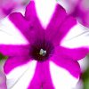 Blooming Petunia Paint by numbers