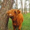 Cute-Brown-Highland-Cow-paint-by-number