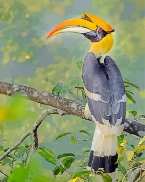 Great Hornbill Bird Paint by numbers