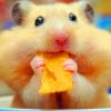 Hamster-Eating-Chips-paint-by-numbers