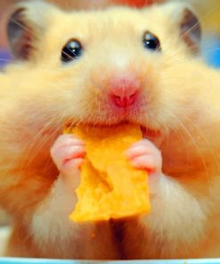 Hamster-Eating-Chips-paint-by-numbers