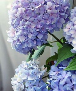 Happily-Hydrangea-DIY-Flowers-Paint-By-Numbers-PBN-5958-510x765-1