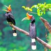 Hornbill Birds Paint by numbers