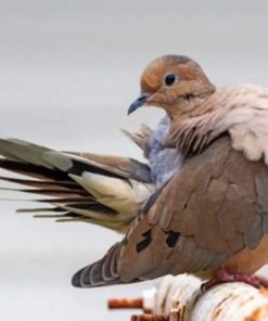 Mourning Dove Bird Paint by numbers