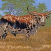 Nguni Bull Paint by numbers