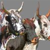Nguni Cattle Paint by numbers