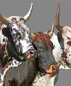 Nguni Cattle Paint by numbers