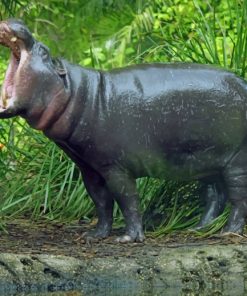 Pygmy Hippopotamus With Opened Mouth