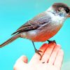 Sparrow Bird In Hand