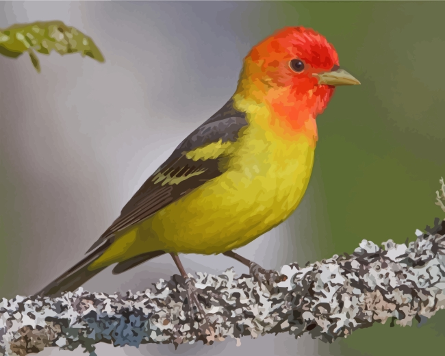 Western Tanager Paint by number