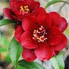 aesthetic-red-camellia-paint-by-numbers
