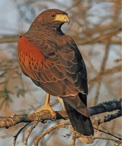 aesthetiic-hawk-eagle-paint-by-numbers