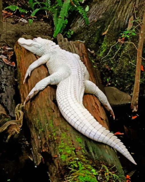 albino-crocodile-on-tree-paint-by-numbers