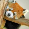 baby-red-panda-paint-by-numbers