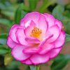 beautiful-camellia-paint-by-numbers
