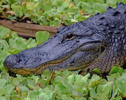black-alligator-in-swamp-paint-by-number