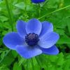 Blue Anemone Flower Paint by numbers