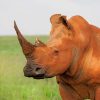 brown-rhinoceros-in-nature-paint-by-numbers