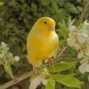 canary-bird-and-flower-paint-by-numbers