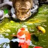 Cat Watching Koi Fish paint by numbers