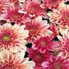 chrysanthemum-flowers-paint-by-numbers