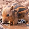 cute-baby-boar-paint-by-number