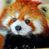cute-baby-red-panda-paint-by-numbers