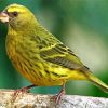 cute-canary-bird-paint-by-numbers