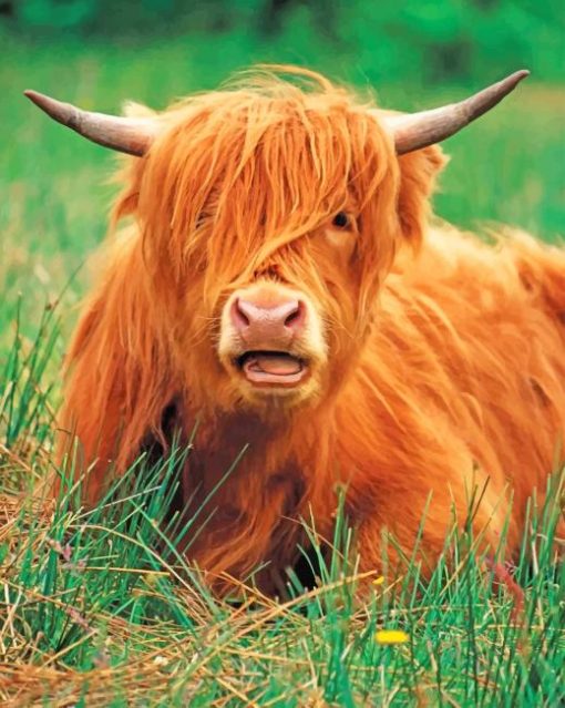 cute-highland-cow-paint-by-number