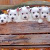 Cute westie puppies paint by numbers