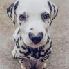 dalmata-with-heart-nose-paint-by-numbers-510x639-1