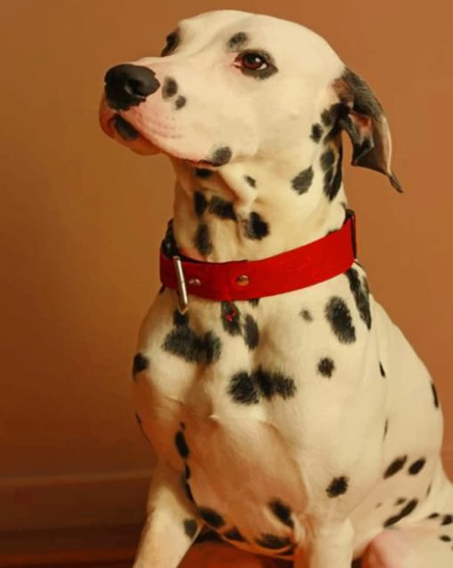 dalmatians-breed-dog-paint-by-numbers