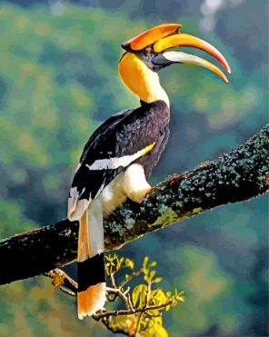 Great Indian Hornbill Paint by number